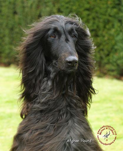 Afghan Hound 9T072D-067.JPG